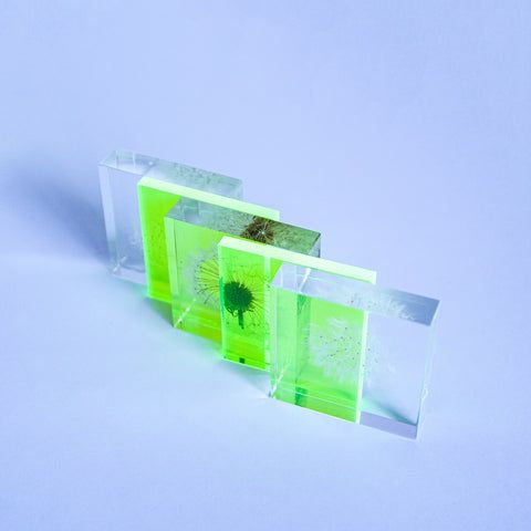 Dandelion Sola Cube Slice