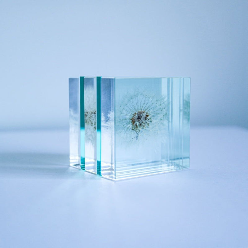 Dandelion Sola Cube Slice