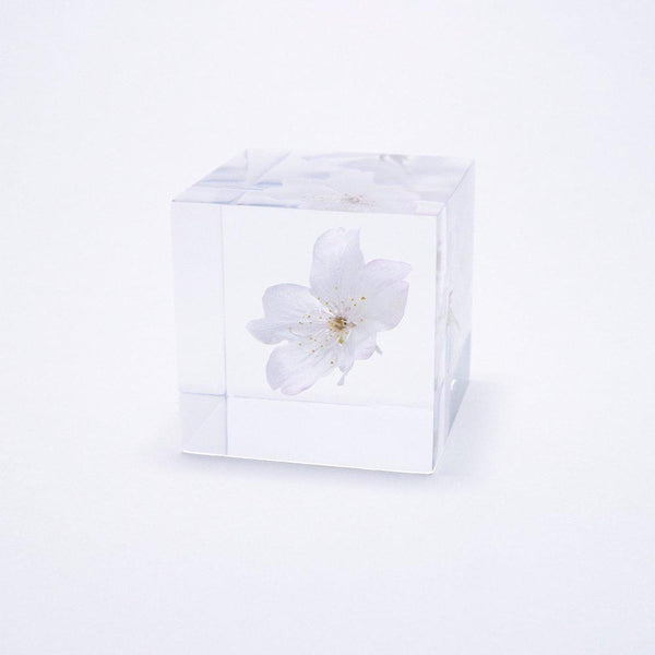 Sola Cube - Sakura (Kawazuzakura)