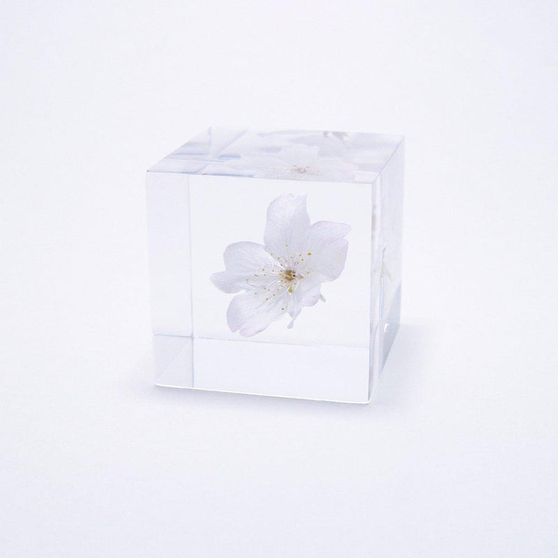 Sakura Sola Cube - Kawazuzakura