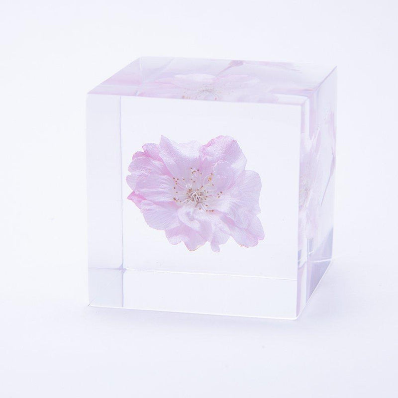 Sakura Sola Cube - Yaebenishidare