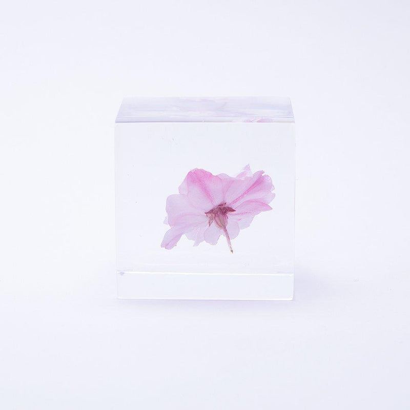Sakura Sola Cube - Yaebenishidare