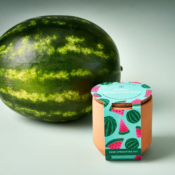 Tiny Terracotta Grow Kit - Garden -  Baby Watermelon