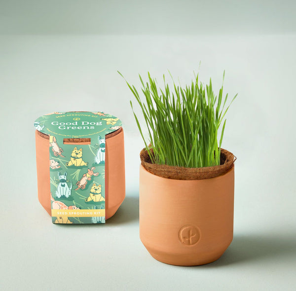 Tiny Terracotta Grow Kit - Curious Catnip - Good Dog Greens